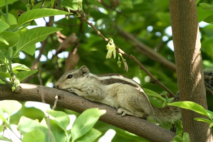 Squirrel 2010-06-07  2 