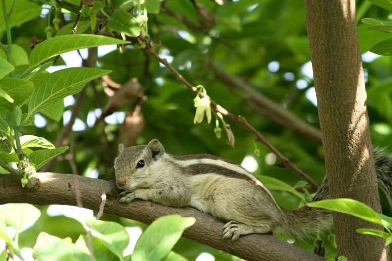 Squirrel 2010-06-07  3 