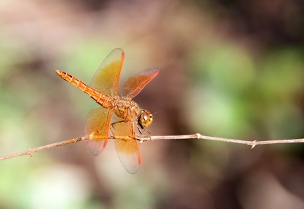 Dragonfly 100321