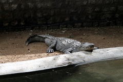 Crocodile 20100501  3 