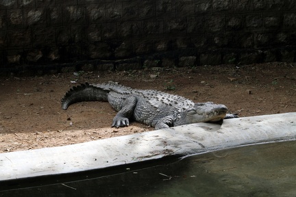 Crocodile 20100501  3 