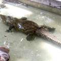 Crocodile 20100501  4 