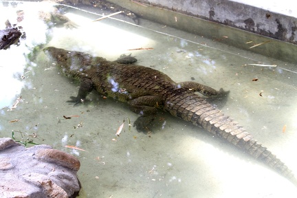Crocodile 20100501  4 