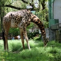 Giraffe 20100501