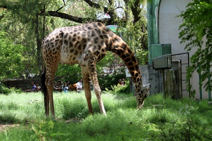 Giraffe 20100501