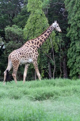 Giraffe 20100501  10 