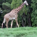 Giraffe 20100501  10 