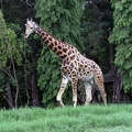Giraffe 20100501  11 
