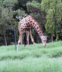 Giraffe 20100501  12 