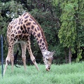 Giraffe 20100501  13 
