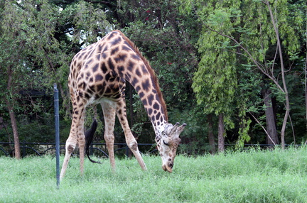 Giraffe 20100501  13 
