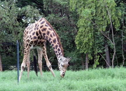 Giraffe 20100501  14 