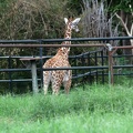 Giraffe 20100501  15 