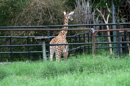 Giraffe 20100501  15 