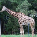 Giraffe 20100501  16 