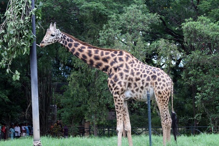 Giraffe 20100501  16 