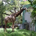 Giraffe 20100501  2 
