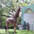 Giraffe 20100501  3 