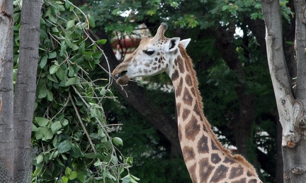Giraffe 20100501  6 