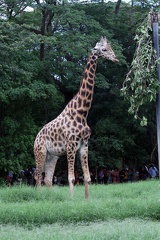 Giraffe 20100501  7 