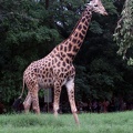 Giraffe 20100501  8 