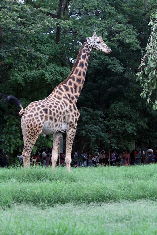 Giraffe 20100501  9 