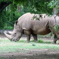 Rhino 20100501
