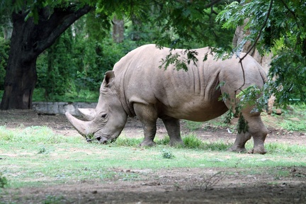Rhino 20100501