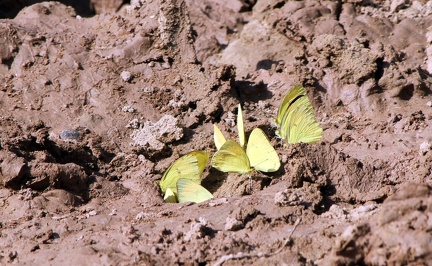 Butterfly 2010-04-14