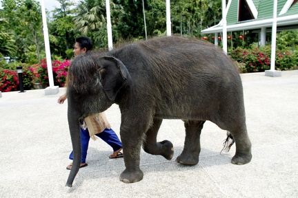 Elephant 100301