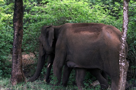 Elephant 20100501