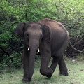 Elephant 20100501  2 