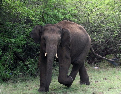 Elephant 20100501  2 